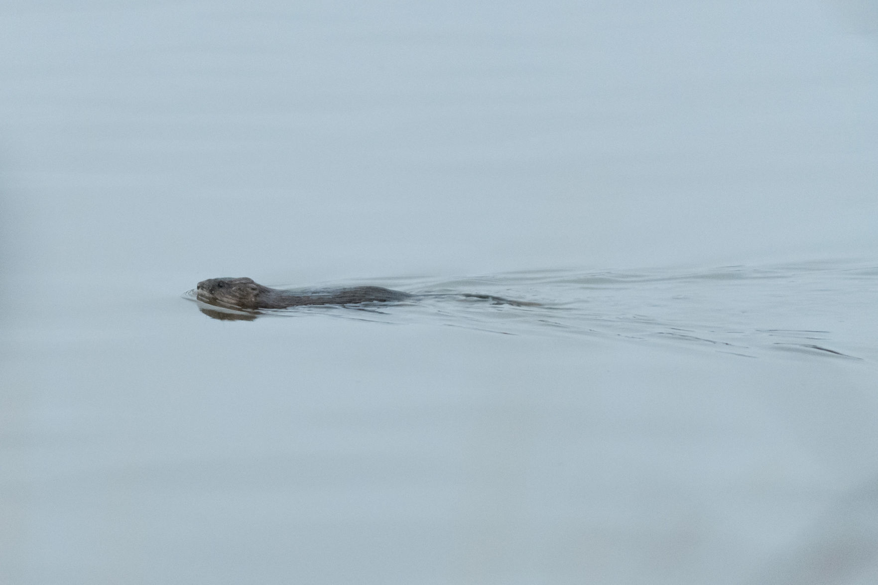 Winter Swanrise